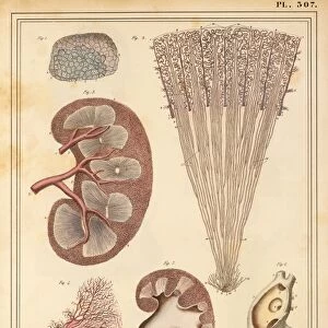 Kidney anatomy, 1825 artwork