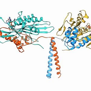 Kinesin motor protein F006 / 9693