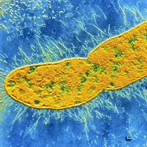 Klebsiella pneumoniae bacterium