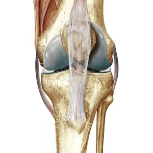 Knee bones and ligaments, artwork C016 / 7012