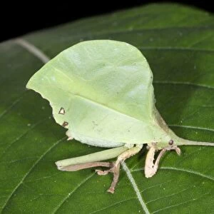 Leaf-mimic katydid