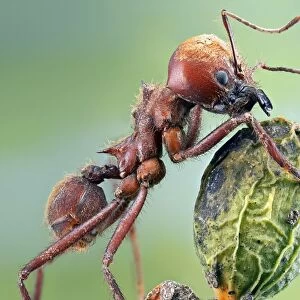 Leafcutter ant C018 / 2486