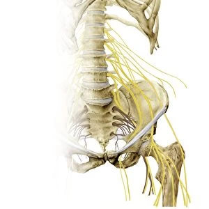 Left hip and nerve plexus, artwork C016 / 6808