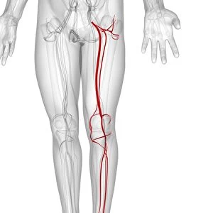 Leg arteries, artwork F006 / 2985