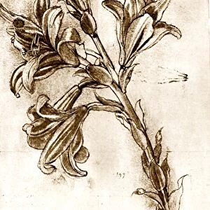 Leonardo da Vincis lilies
