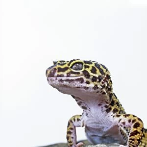 Leopard gecko C016 / 6101