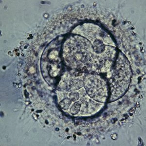 LM of human embryo at four-cell stage