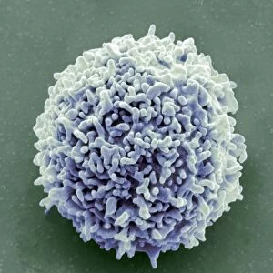Lymphocyte white blood cell, SEM C016 / 3087