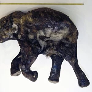 Lyuba, preserved woolly mammoth