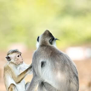 Macaque and langur C017 / 3787
