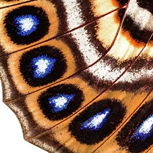 Macrophotograph of Agrias claudina wing