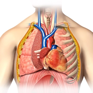 Male chest anatomy, artwork