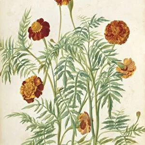 Marigold (Aricanis minor) C016 / 5548
