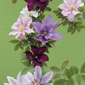 Mixed clematis flowers