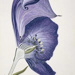 Monkshood flower, 20th century C013 / 6443