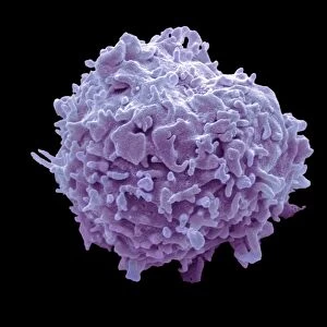 Monocyte white blood cell, SEM C016 / 3089