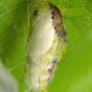 Moth chrysalis