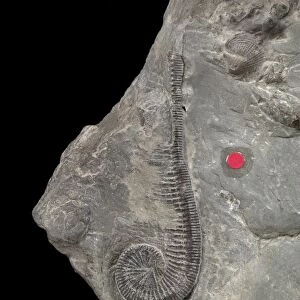Myelodactylus fletcheri, crinoid fossil C016 / 4917