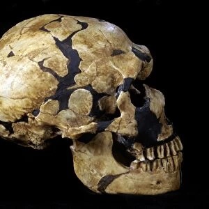 Neanderthal fossil skull La Ferrassie 1 C016 / 0570