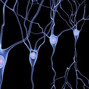 Nerve cells, artwork F007 / 5506