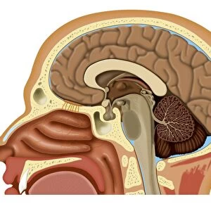 Nose and brain anatomy, artwork