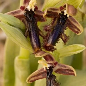 Ophrys regis-ferdinandii C016 / 3468