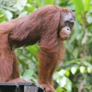 Orangutan C013 / 4594