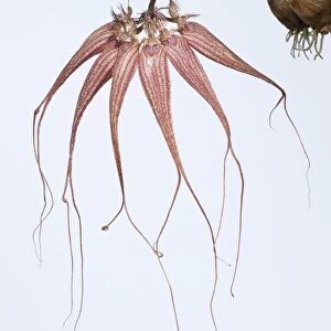 Orchid (Bulbophyllum longissimum)