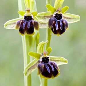 Orchid (Ophrys epirotica)