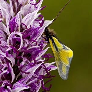 Orchis simia with butterfly C016 / 3470