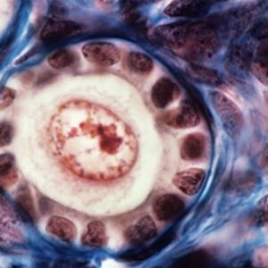 Ovarian follicle, light micrograph