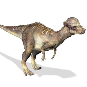 Pachycephalosaurus dinosaur, artwork