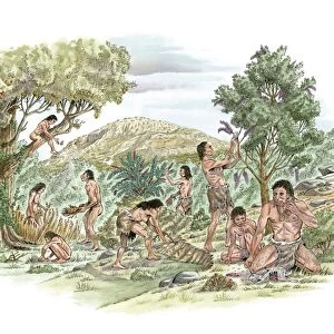 Palaeolithic food gathering, artwork C016 / 8286