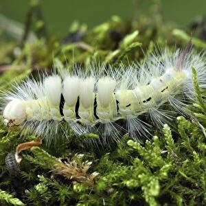 Pale tussock caterpillar C017 / 7175