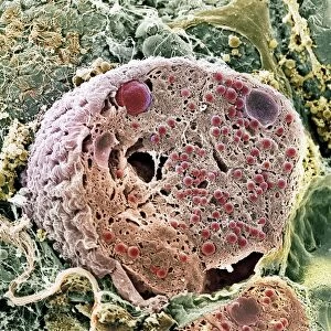 Pancreas cell, SEM