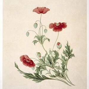Papver sonniferum, 19th-century artwork C016 / 5178