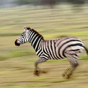 Plains zebra running