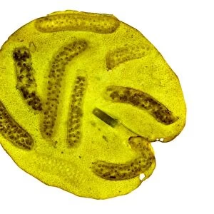 Pond snail egg masses, light micrograph
