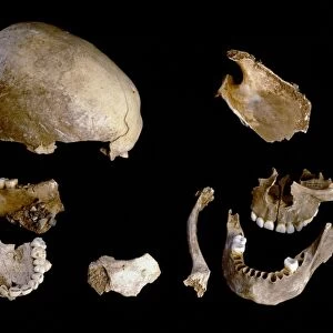 Prehistoric human skull bones C016 / 5496