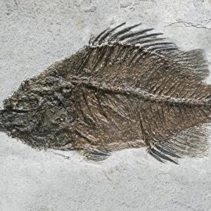 Prehistoric perch fossil