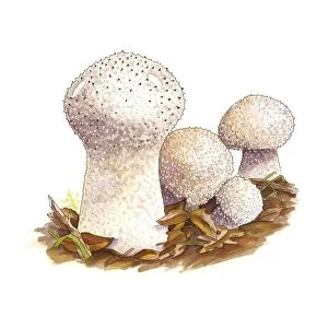 Puffball (Lycoperdon perlatum) mushrooms C016 / 3434