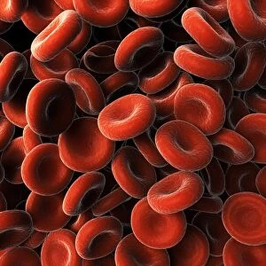 Red blood cells, artwork F006 / 2726