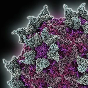 Rhinovirus and antibody, molecular model C015 / 7139