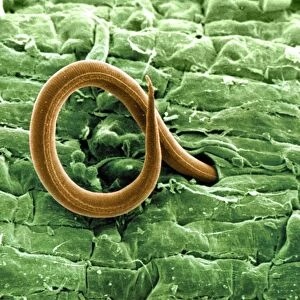 Root-knot nematode larva, SEM