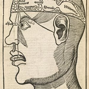 Senses within the brain, 16th century C017 / 6996