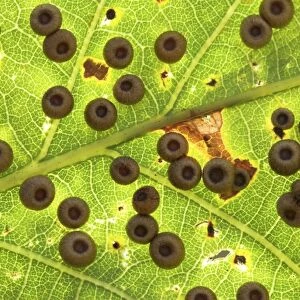 Silk button spangle galls on a leaf