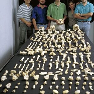 Sima de los Huesos fossils C015 / 6587