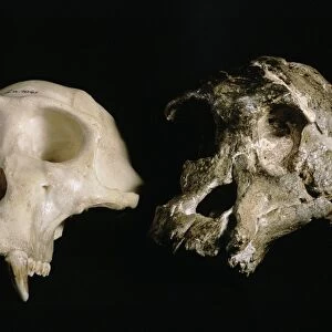 Skulls of A. africanus and a chimpanzee