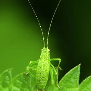 Speckled bush-cricket nymph