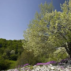 St Lucie Cherry tree (Prunus mahaleb)